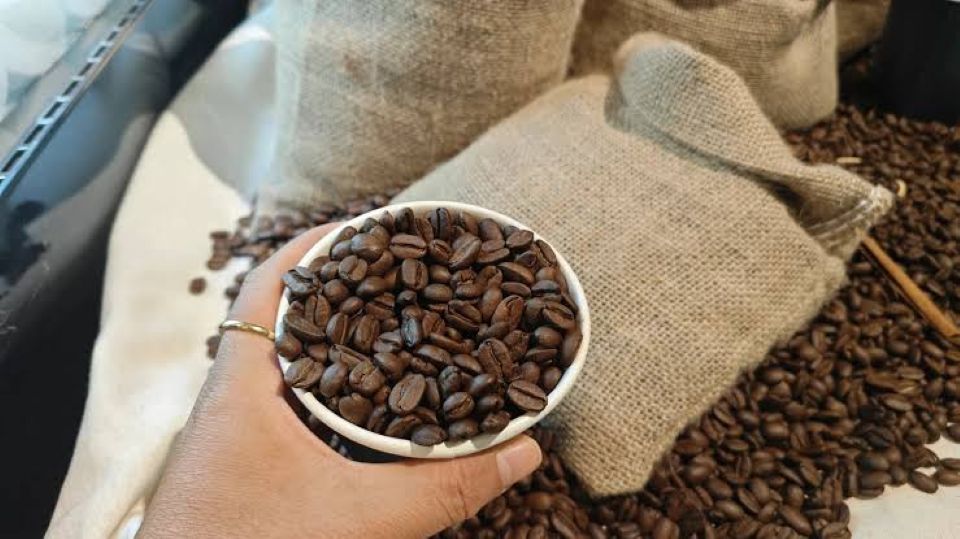 Giá nông sản ngày 9/10/2026: Cà phê và hồ tiêu đồng loạt lao dốc
