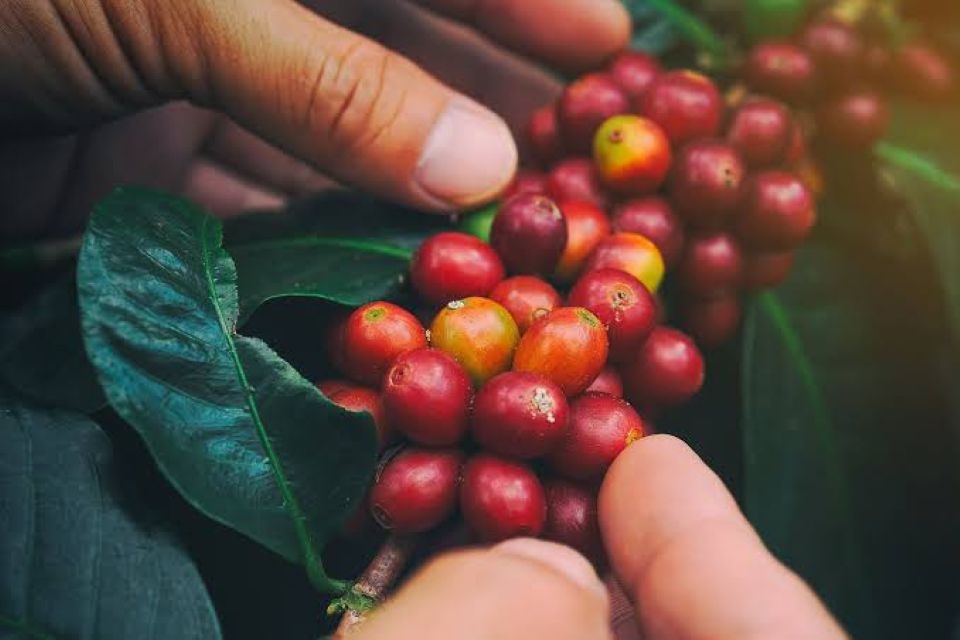 Giá nông sản ngày 16/10/2026: Cà phê và hồ tiêu đồng loạt khởi sắc