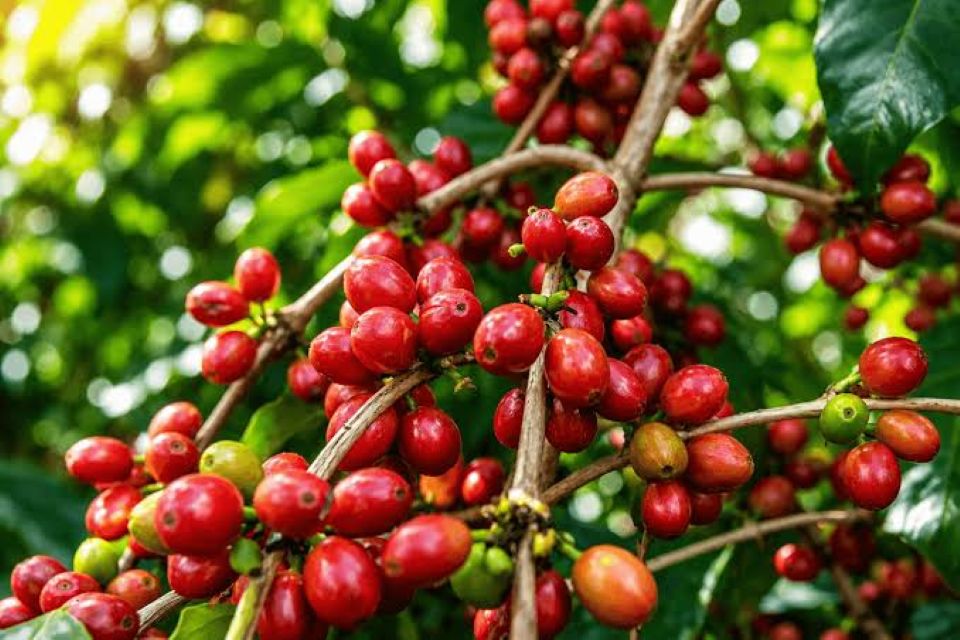 Giá nông sản ngày 17/10/2026: Cà phê lao dốc