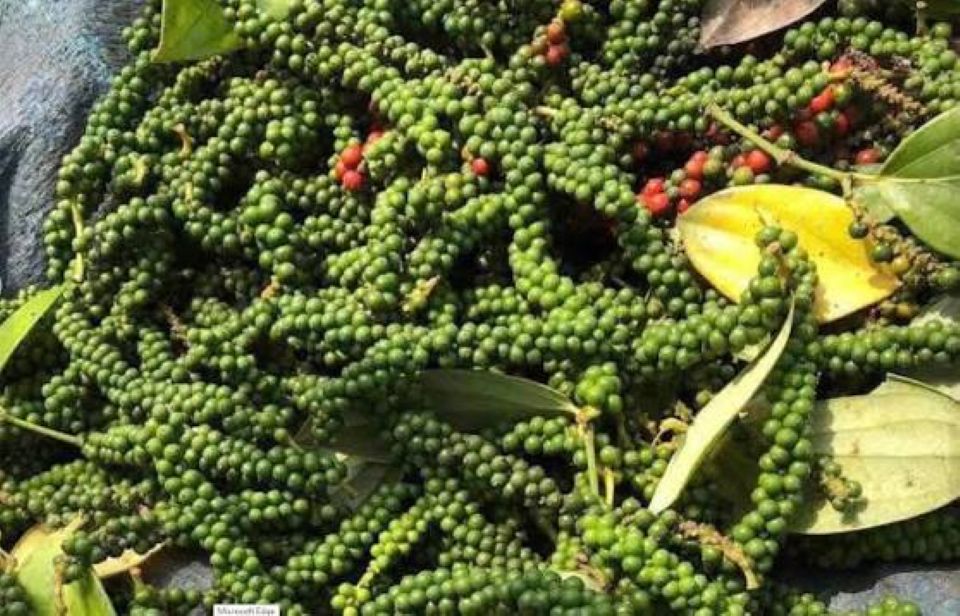 Giá nông sản ngày 19/10/2026: Cà phê và hồ tiêu đồng loạt đi ngang