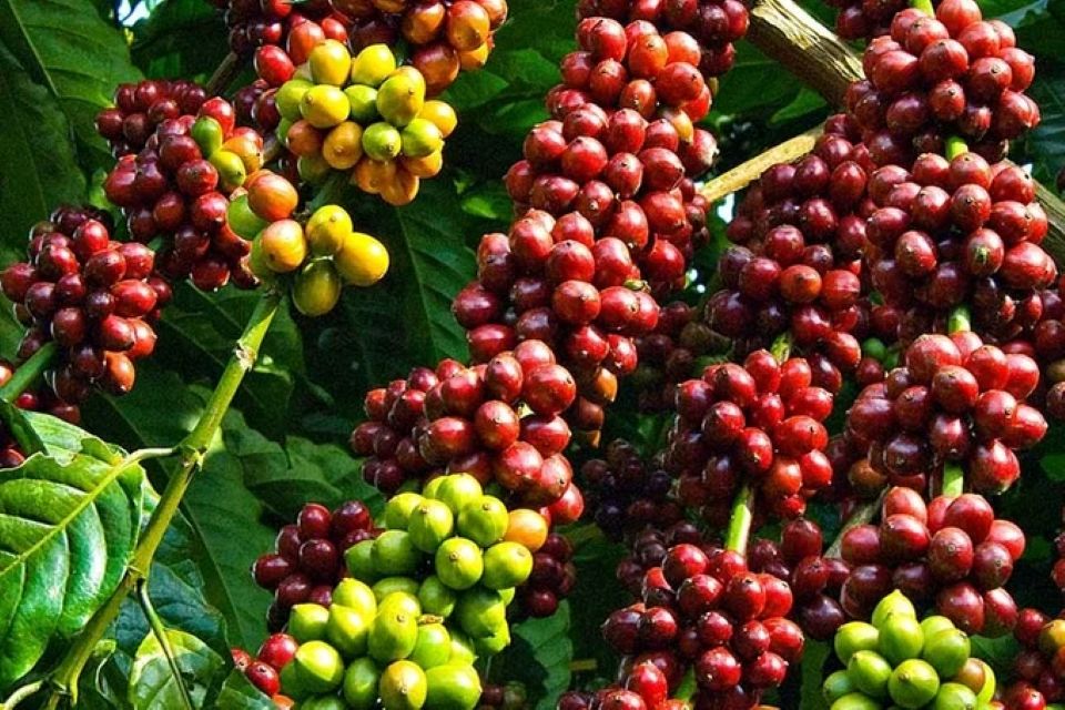 Giá nông sản ngày 20/10/2026: Cà phê bật tăng nhẹ