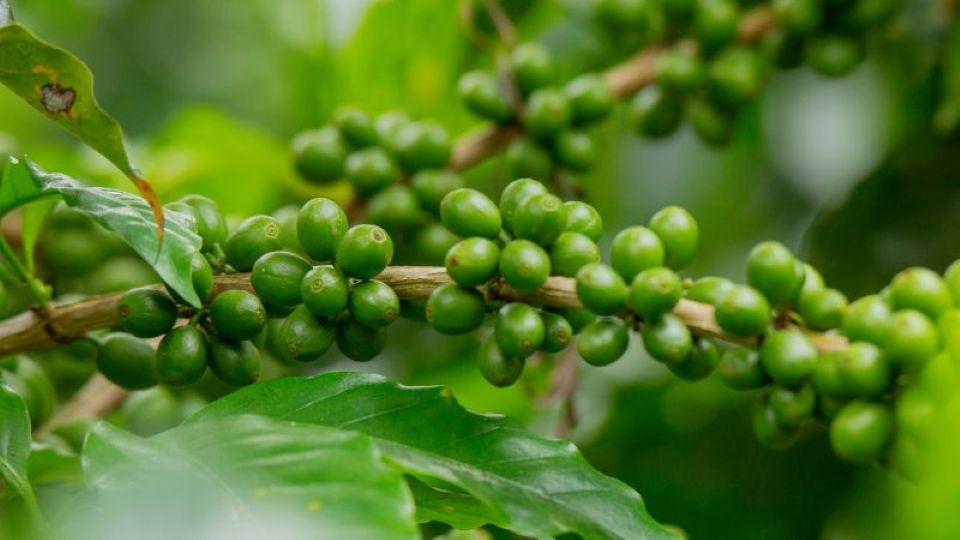 Giá nông sản ngày 26/10/2026: Cà phê và heo hơi tiếp tục giảm sâu
