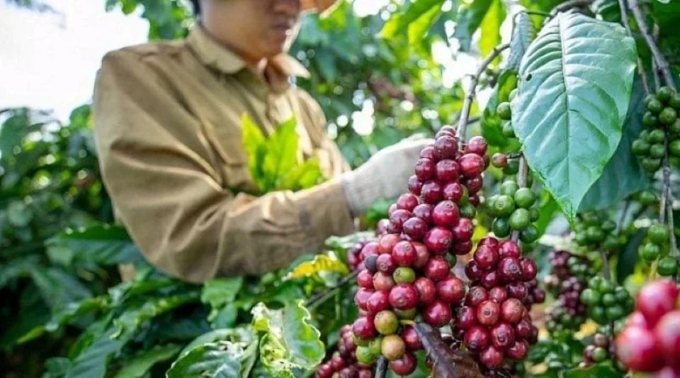 Giá nông sản ngày 30/10/2026: Cà phê đánh mất mốc 89.000 đồng/kg