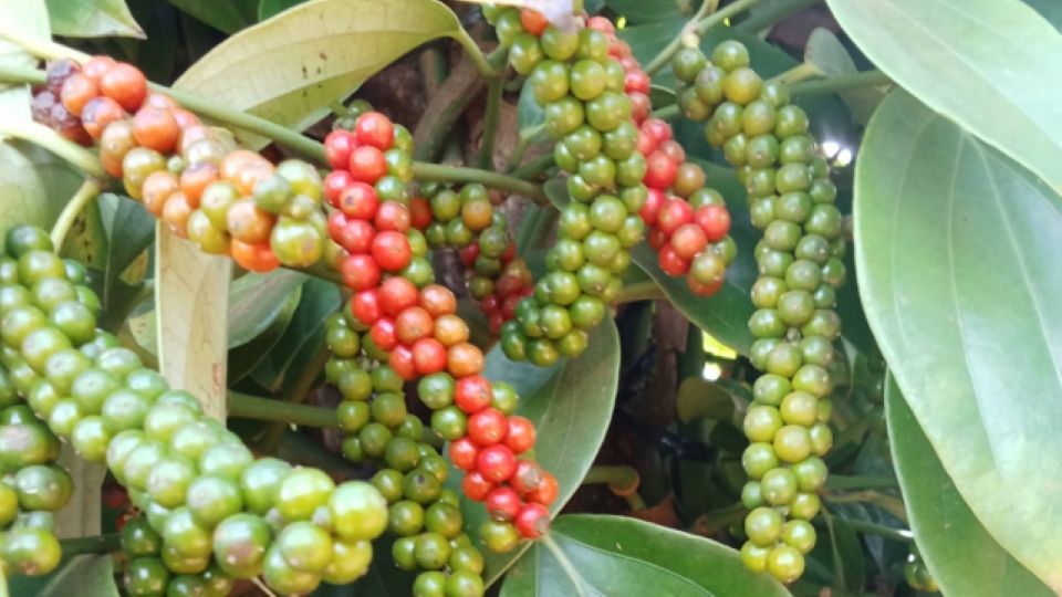 Giá nông sản ngày 31/10/2026: Cà phê và hồ tiêu đồng loạt giảm mạnh