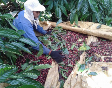 Giá nông sản ngày 21/2/2023: Cà phê giảm nhẹ, tiêu tăng 500 đồng/kg
