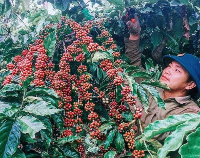 Giá nông sản ngày 23/2/2023: Cà phê và tiêu tiếp tục tăng mạnh