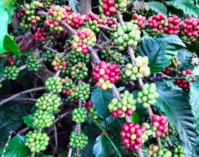 Giá nông sản ngày 25/2/2023: Cà phê tiếp tục giảm, tiêu trụ vững ở mức cao