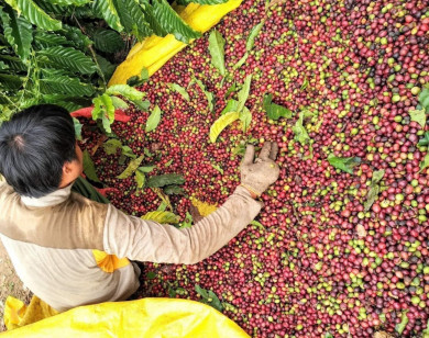 Giá nông sản ngày 2/3/2023: Cà phê tiếp tục tăng mạnh, tiêu giảm 1.000 đồng/kg