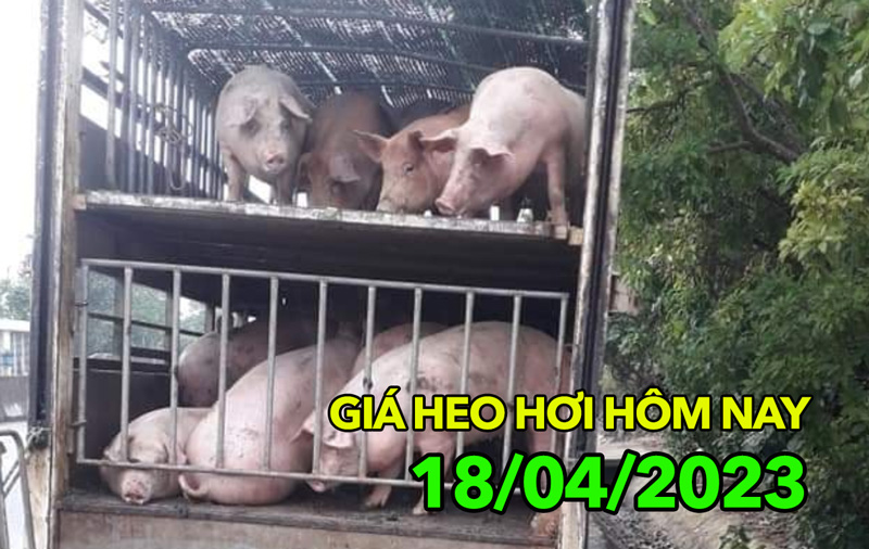 Giá heo hơi ngày 18/4/2023: Cả 3 miền đồng loạt tăng