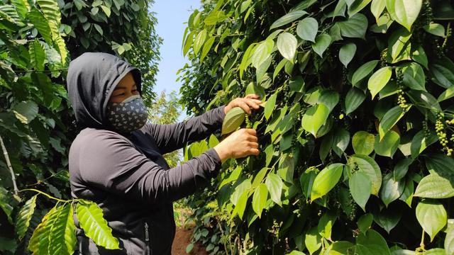 Giá nông sản ngày 7/6/2023: Cà phê tiếp tục tăng, hồ tiêu giảm 500 đồng/kg