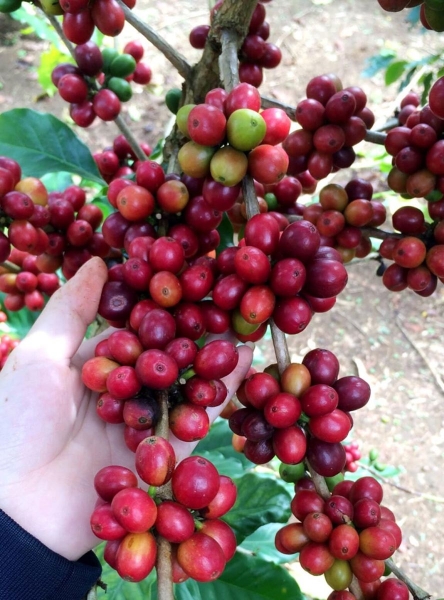Giá nông sản ngày 10/5/2023: Cà phê giảm nhẹ, tiêu tiếp tục tăng mạnh