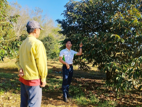 Giải bài toán rụng hoa, rụng trái sầu riêng: Hiểu đúng bản chất, giữ vững năng suất