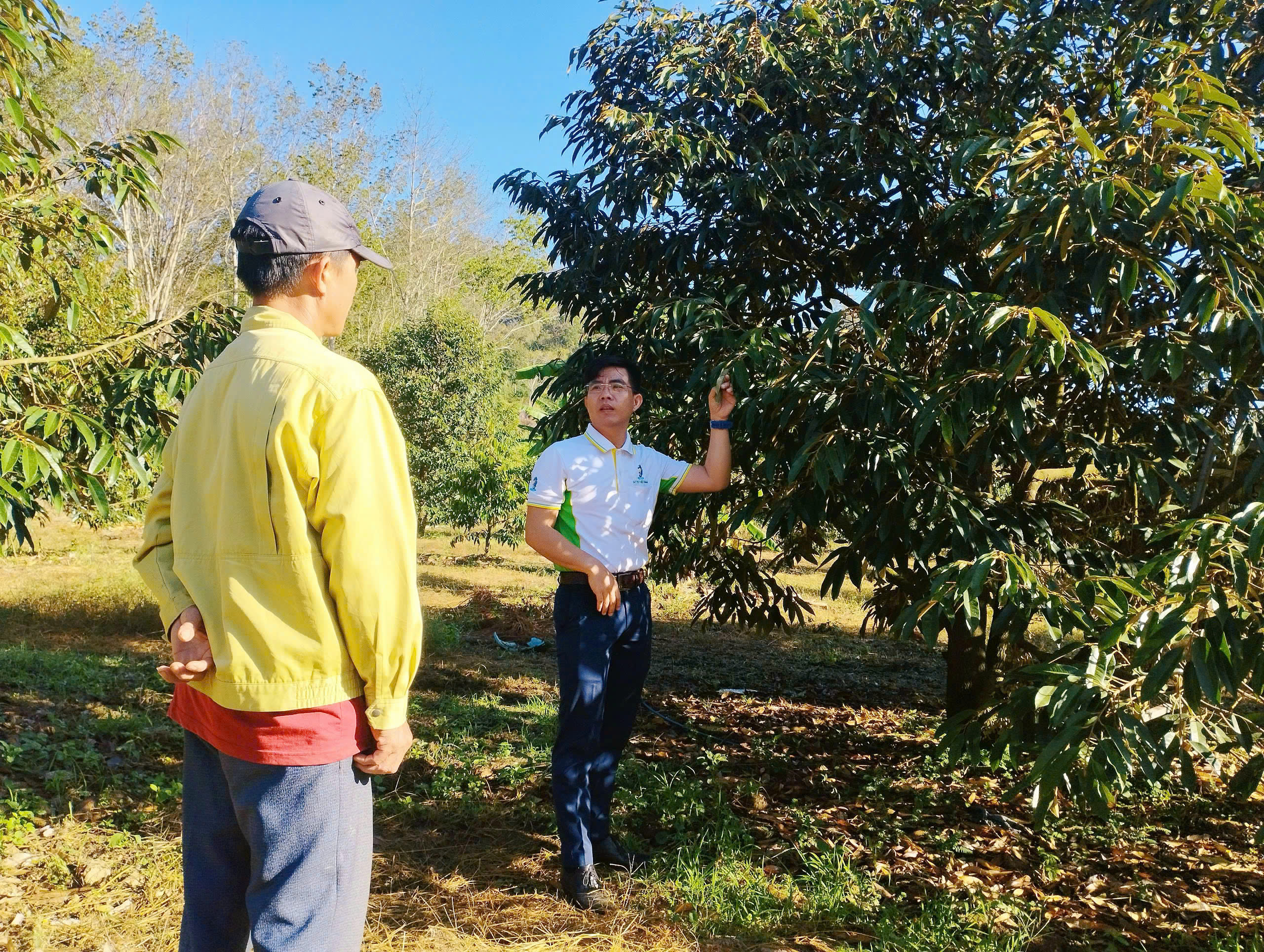 Hướng dẫn chăm sóc từ giai đoạn ra bông đến đậu trái bằng bộ giải pháp của Sitto