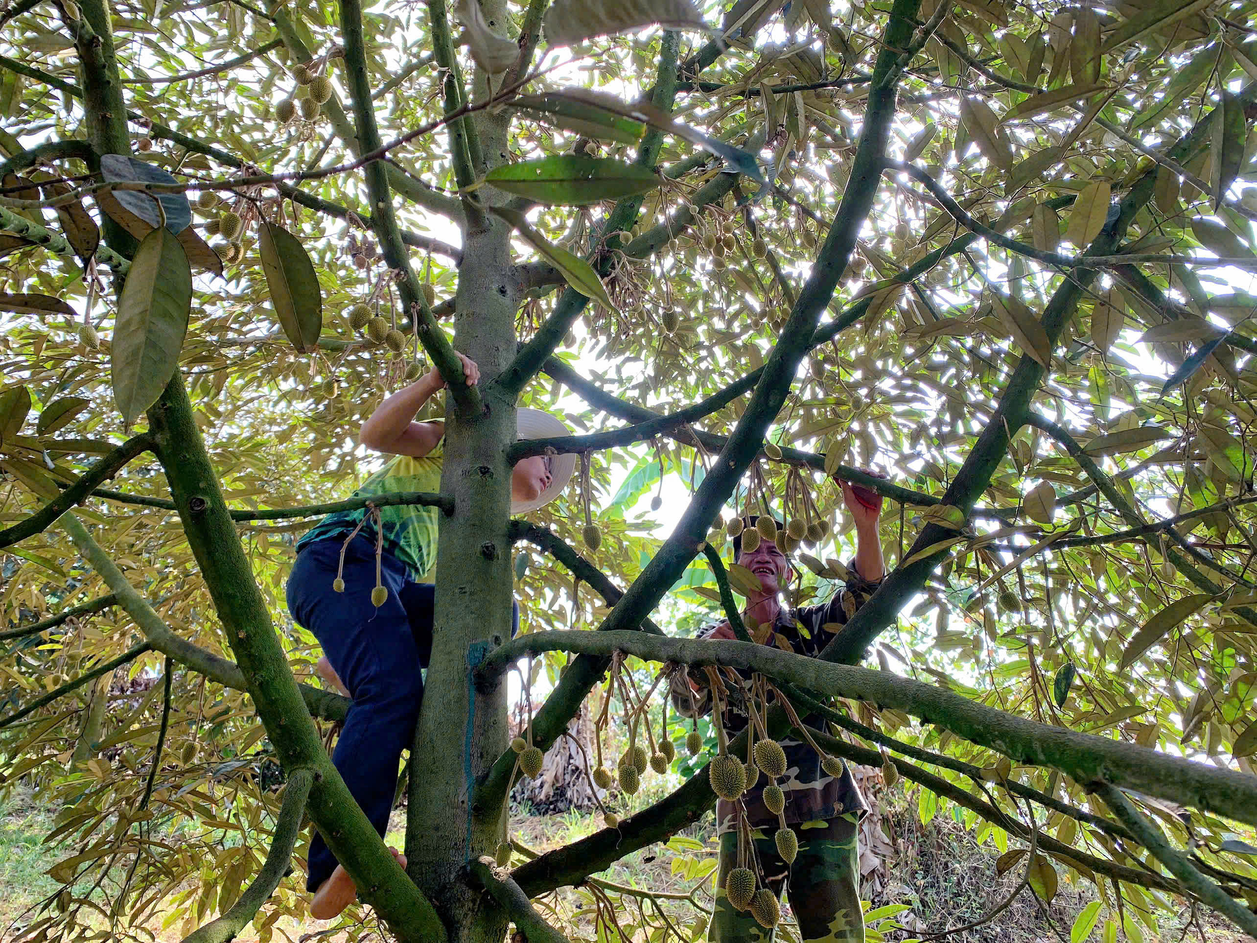 Vườn Sầu riêng tại Lâm Đồng giai đoạn chăm đậu trái