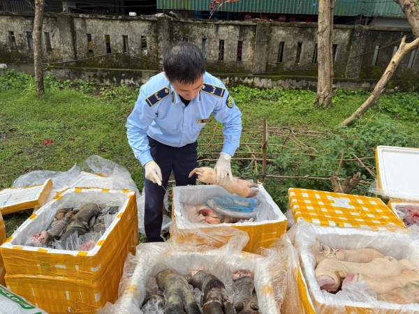 Phát hiện, tiêu hủy hơn 2,6 tấn nội tạng động vật không rõ nguồn gốc