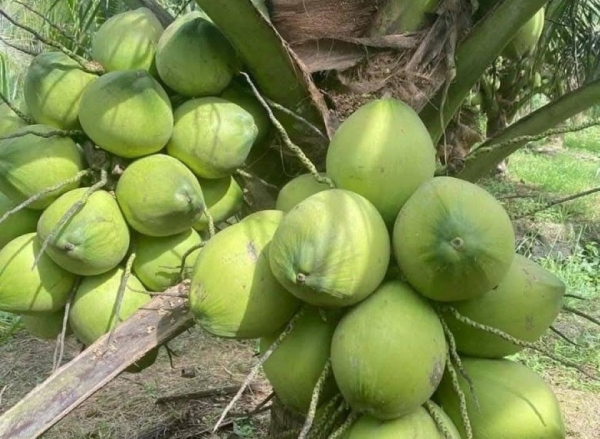 Bứt phá các sản phẩm trồng trọt: Nhìn từ câu chuyện ngành dừa